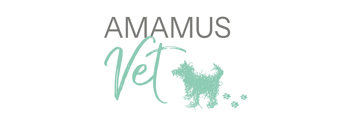 AmamusVet Behandlung durch Kati Auer